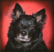 honden foto honden foto van rewana