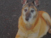 honden foto van harald blommers