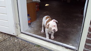 honden foto van inge en desteny
