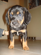 honden foto van Inge