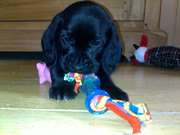 honden foto van Fokje