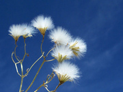 honden foto honden foto van Helen