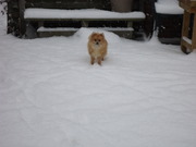 honden foto van Nathalie Van Ouytsel