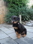 honden foto van marielle & sky