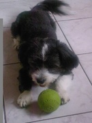 honden foto van Fleur