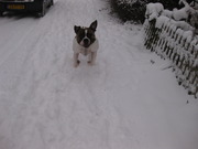 honden foto van cindy & gio