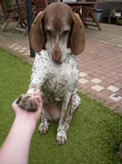 honden foto van fleur