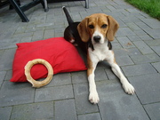 honden foto van Joyce