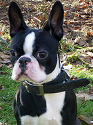 honden foto van Apple