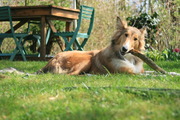 honden foto honden foto van Linda, Kira en Duncan
