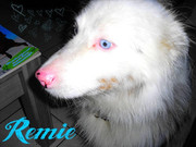 honden foto van marieke