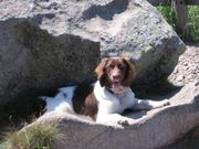 honden foto van Eline