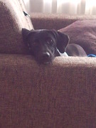 honden foto van Marry