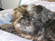 honden foto honden foto van jessie