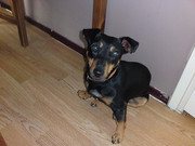 honden foto van Kelly