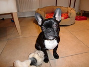 honden foto van Lucky