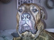 honden foto van Room