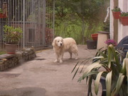 honden foto van denise