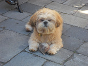 honden foto van Angela