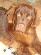 honden foto van nancy