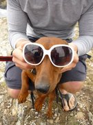 honden foto van Lies