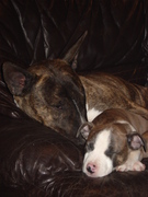 honden foto van Kevin&Nikki