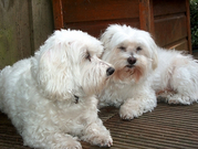 honden foto van Dotje, Boomer en nu Binky
