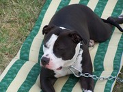 honden foto van timmy
