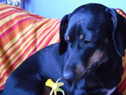 honden foto van iris