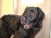 honden foto van Micah