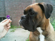honden foto van Kellebel