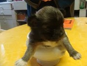 honden foto van haly