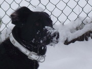 honden foto van Diana