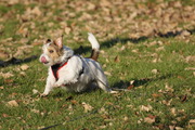 honden foto van Philippe
