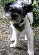 honden foto van Ice.