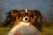 honden foto van Epagneul Nain Papillon