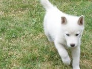 honden foto van danny