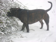 honden foto van shyne