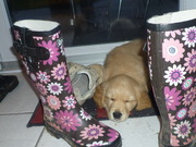 honden foto van Kwinten & Liesbeth