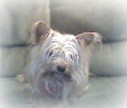 honden foto van Courage