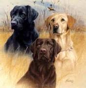 honden foto van dogiedog