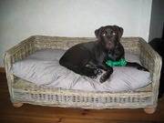 honden foto van Brigitte