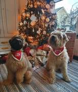 honden foto van wouter