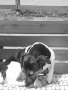 honden foto van Dennis