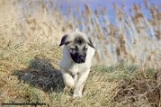 honden foto honden foto van Roffa