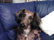 honden foto van Noula Charitakis