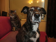 honden foto van Sas