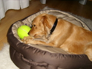 honden foto honden foto van Lotte