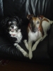 honden foto van Germaine de Wit