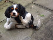 honden foto van billy